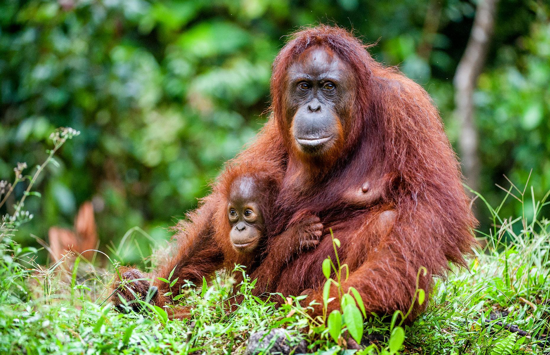 Orangutans in Borneo